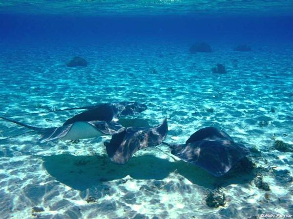 Stingrays swimming in clear turquoise water